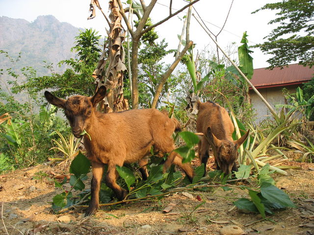 Chevreaux IMG_0289.JPG