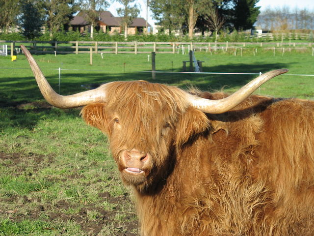 Drôle de vache à Matamata – Quelqu'un connait l'espèce exacte de cet animal ? IMG_4445.JPG