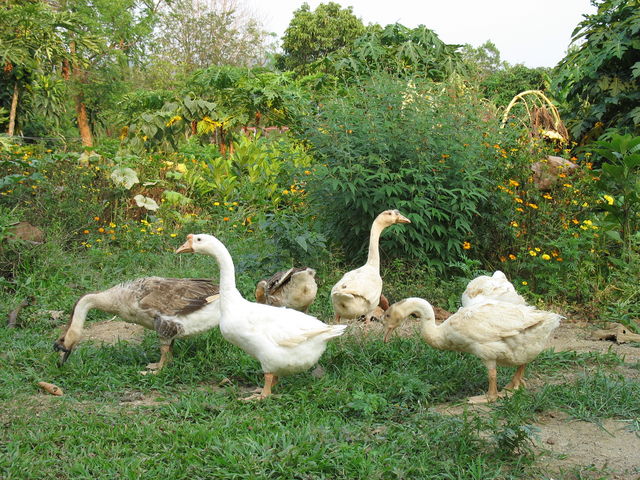 Oies se baladant à côté de la ferme IMG_0037.JPG