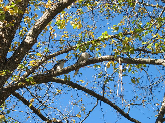 Kookaburras près de First Basin IMG_3296.JPG