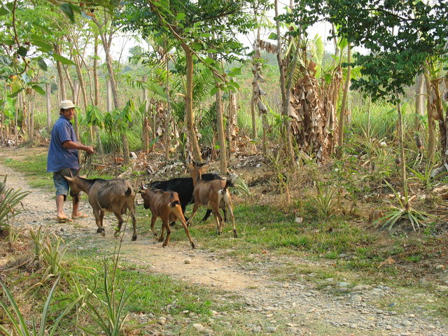 Phai et les chèvres IMG_0252.JPG
