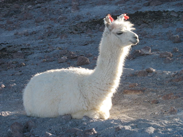 2e jour – Lamas sur la rive de la laguna Colorada IMG_6930.JPG