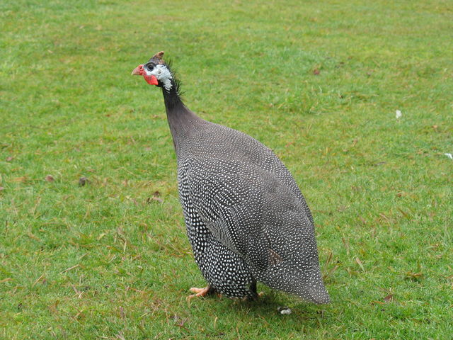 Poule bizarre (entre le lac Taupo et Waikite Valley) IMG_4372.JPG