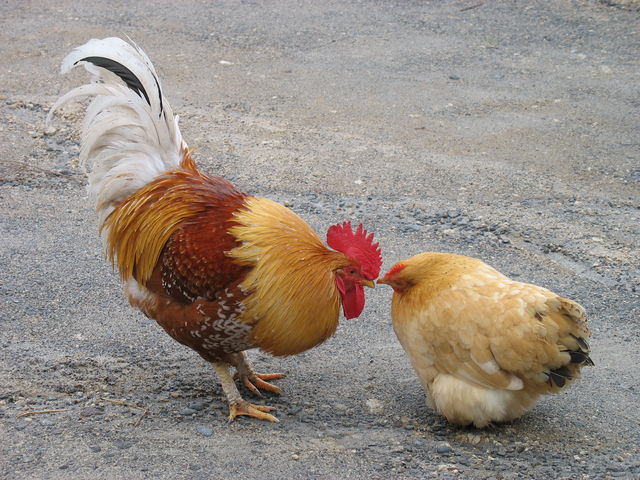 L'amour… IMG_4371.JPG