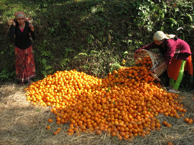 Plantation de mandarines près de Dopahare IMG_7097.JPG