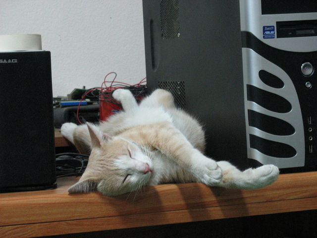 Chat et PC qui ronronnent IMG_1180.JPG