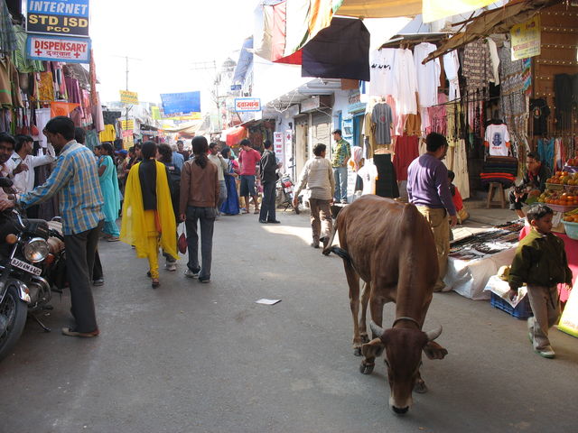 Une vache dans Sadar Bazaar road, la rue commerçante de Pushkar. IMG_6542.JPG