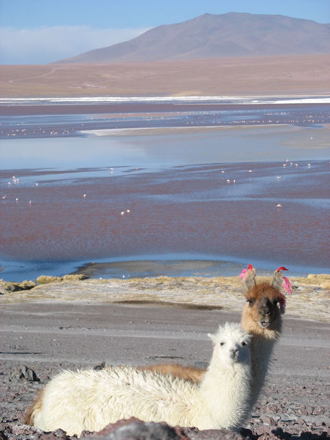 2e jour – Lamas sur la rive de la laguna Colorada IMG_6928.JPG