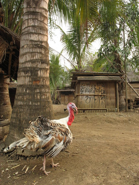 Dindon dans un village Hmong IMG_0541.JPG
