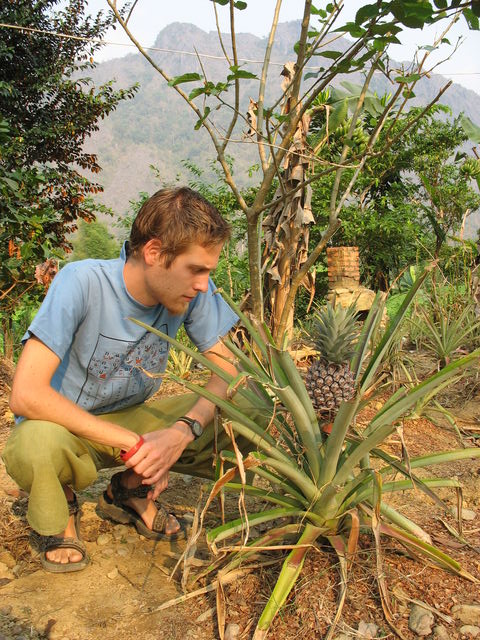 Hugues devant un plant d'ananas IMG_0274.JPG