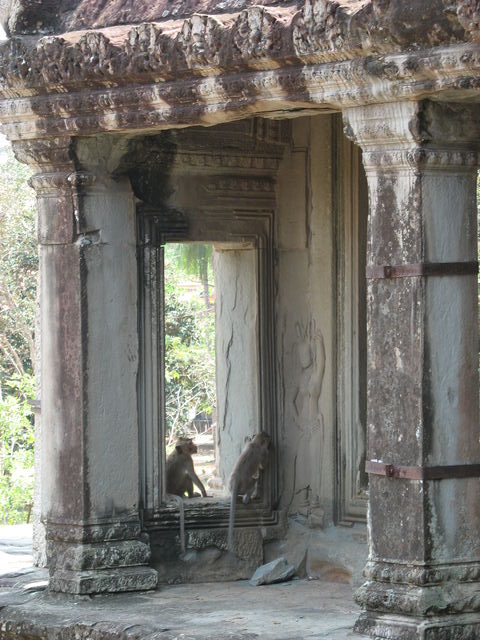 Singes dans Angkor Vat IMG_1289.JPG