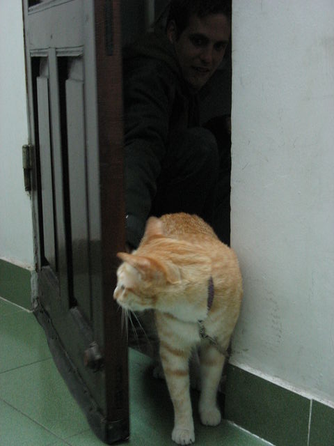Le chat du Real Darling Cafe, où nous logeons, jetant un œil dans notre chambre IMG_9555.JPG